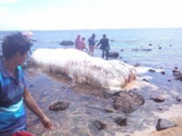 वायरल: भूकम्प के बाद समुद्र से बाहर आये इस अनोखे विशाल जीव ने मचाई खलबली