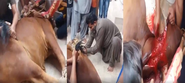 अभी-अभी: रमजान शुरू होते ही मुसलमानों ने काट दी गाय, वायरल VIDEO