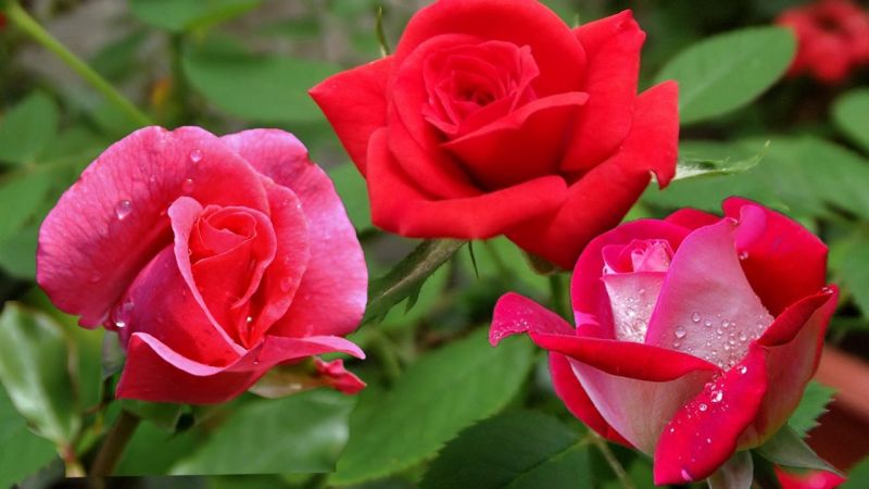 घर में सकारात्मक ऊर्जा का संचार करते है हार कलर के गुलाब का फूल....