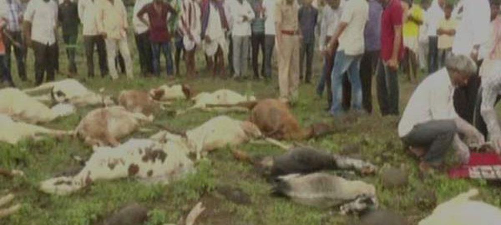 कर्नाटक में 34 भेड़-बकरियों की हुई मौत, केमिकल का पानी पीने से गयी जान, अब सरकार...