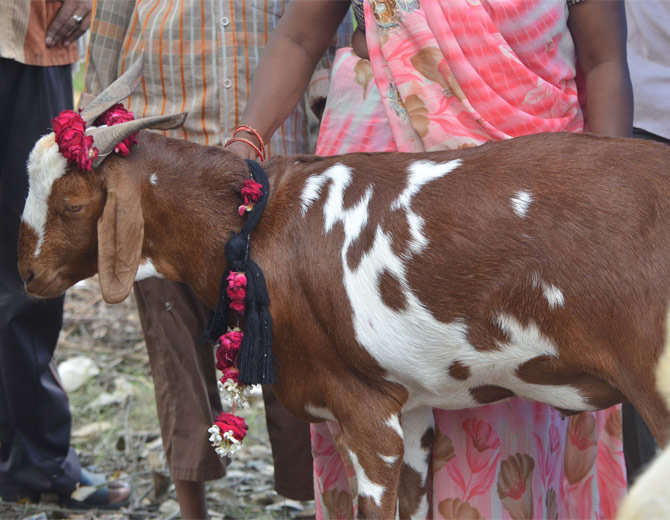 इस बकरे की गर्दन पर लिखा है अल्लाह, रातों-रात 16 हजार से कीमत पहुंच गई लाखों में...