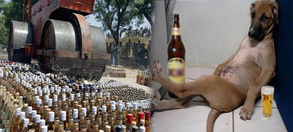 OMG: बिहार की नालियां बनी कुत्तों के लिए मयखाना, शराब को पीकर झूमने लगे आवारा कुत्ते...