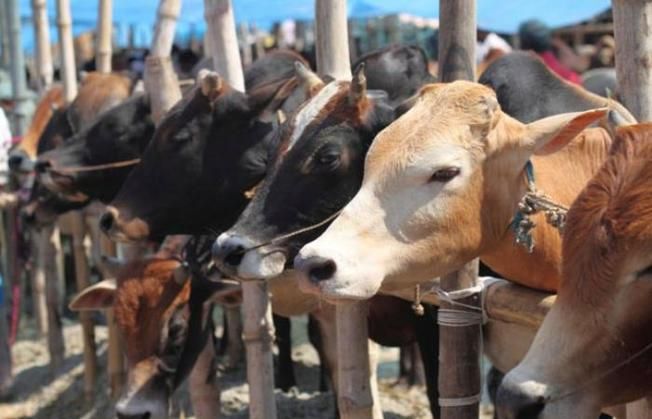 गोंडा में गोकशी के मामले में दो गिरफ्तार, पुलिस ने दिया कुछ ऐसा ब्यान कहा...