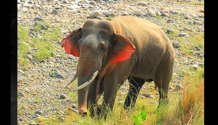 इस अद्भुत हाथी के हैं 'लाल कान', खासियत जानेंगे तो उड़ जाएंगे आपके होश...