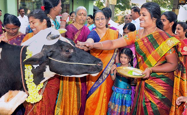 पोंगल के बारे ये बातें जानकर आप शिव के वाहन वृषभ को थैंक्यू कहेंगे...