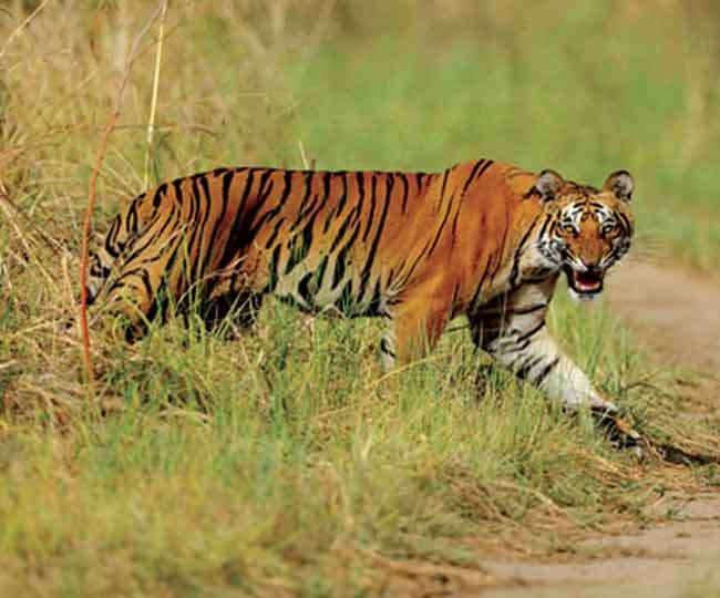 उत्तराखंड के सभी टाइगर रिजर्व में गश्त पर रहेगी खुफिया निगाह