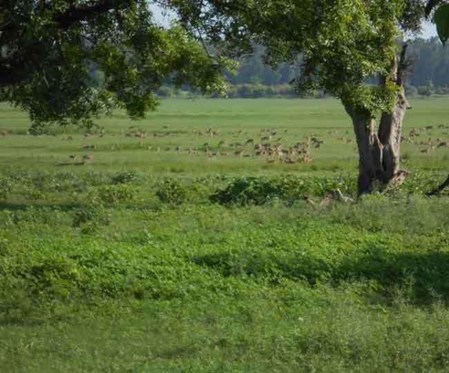 राजाजी टाइगर रिजर्व की चकाचौंध में खोयी झिलमिल झील