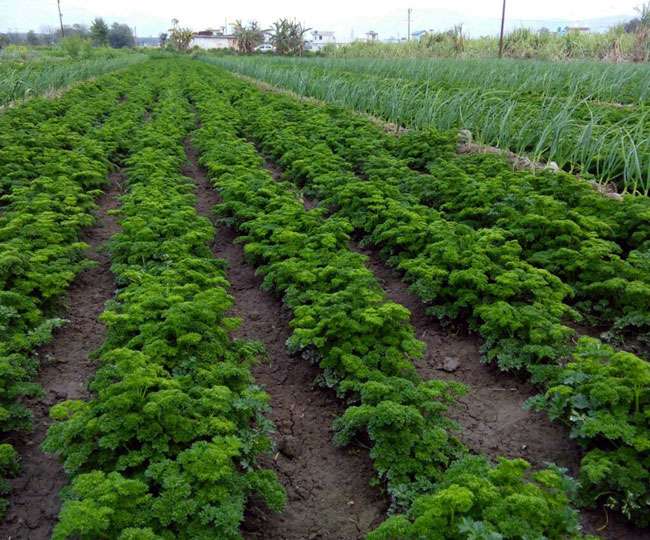 उत्तराखंड किसानों को संपन्न बना रही है हर्ब्स की खेती