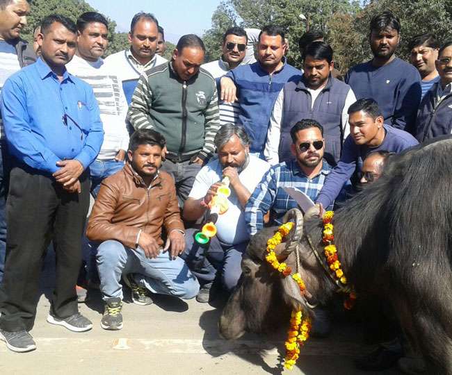 उत्तराखंड जन विकास मंच के कार्यकर्ताओं भैंस के आगे बीन बजाकर शासन प्रशासन के खिलाफ किया प्रदर्शन