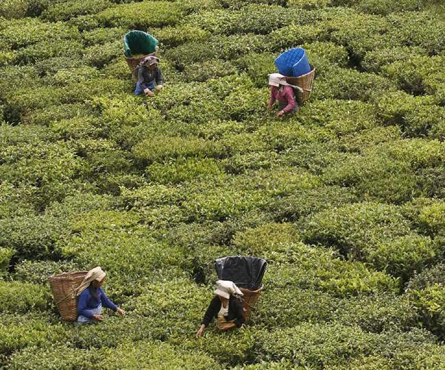 उत्तराखंड में चाय की खेती का दोगुना होगा दायरा, बढ़ेगा रोजगार