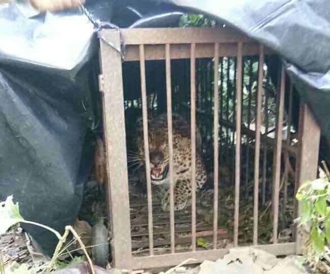 उत्तराखंड में शिकार गुलदार की हुई मौत, फंदे में फंसने के कारण टूटा दम