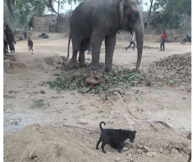 बिहार: नशे में धुत महावत ने हाथी से उठक-बैठक करने कहा, हाथी ने ले ली जान