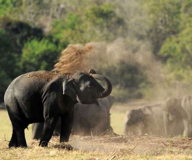  वन महानिदेशक सिद्धांत दास ने कहा- उड़ीसा की तर्ज पर हो उत्तराखंड में हाथियों का संरक्षण