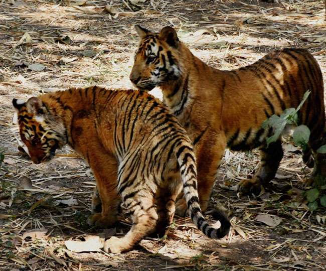 उत्तराखण्ड: कॉर्बेट में सैलानियों को हर हाल में होंगे बाघ के दीदार