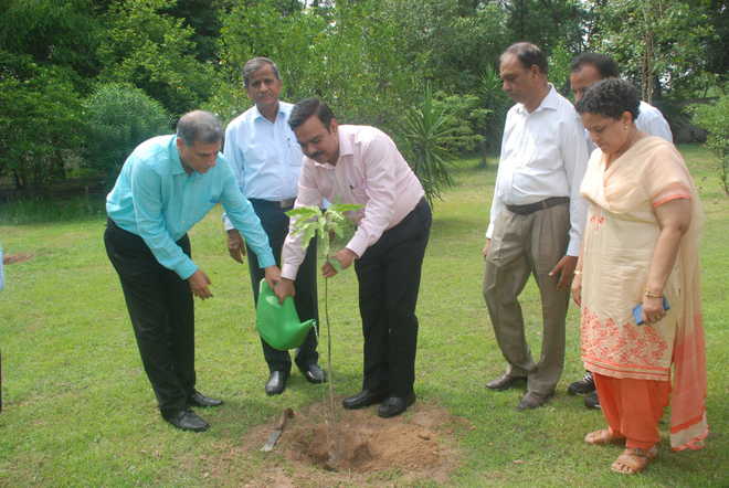 पंडित दीनदयाल उपाध्याय जन्म शताब्दी वर्ष के उपलक्ष्य में शुरु किया गया वृक्षारोपण अभियान