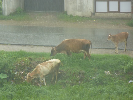 बारिश के 18 गौशालाओं की 500 से ज्यादा गायों की मौत