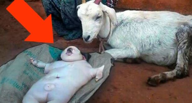 जब एक गाय ने दिया इंसान के बच्चे को जन्म, आगे जो हुआ वो चौका...
