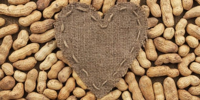 भोजन के साथ मूंगफली का सेवन करने से दूर होती है दिल की बीमारियां