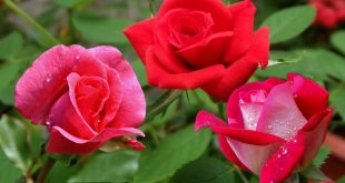 घर में सकारात्मक ऊर्जा का संचार करते है हार कलर के गुलाब का फूल....