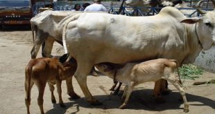 बिग ब्रेकिंग: गाय का शव देख हिंसक हुई भीड़, कई घरों में हुई लूटपाट और...