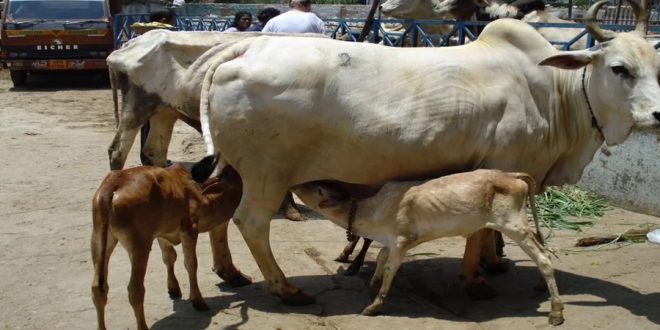 बिग ब्रेकिंग: गाय का शव देख हिंसक हुई भीड़, कई घरों में हुई लूटपाट और...