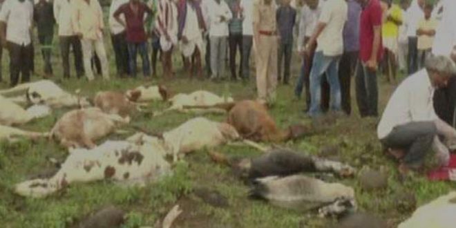 कर्नाटक में 34 भेड़-बकरियों की हुई मौत, केमिकल का पानी पीने से गयी जान, अब सरकार...