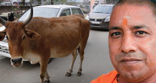 अभी-अभी: CM योगी ने किया ये बड़ा ऐलान, सड़क पर नहीं घूमेगी कोई गाय, अब बनेगे...
