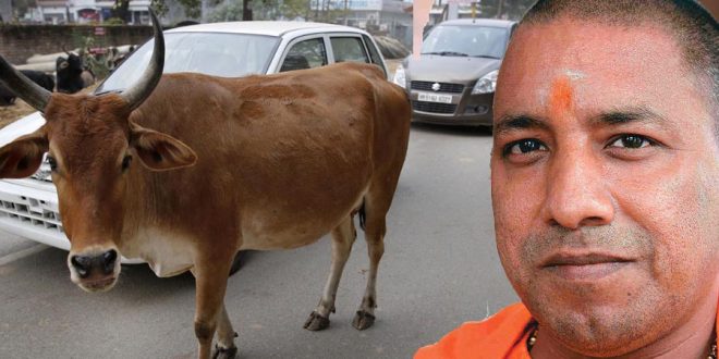 अभी-अभी: CM योगी ने किया ये बड़ा ऐलान, सड़क पर नहीं घूमेगी कोई गाय, अब बनेगे...