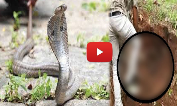 शिकारी कोबरा की खुद आ गई शामत, फंसा बुरा...देखिए विडियो