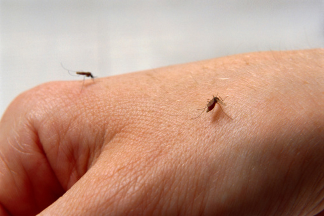 एक ही मच्छर के काटने से हो सकता है चिकनगुनिया, डेंगू तो हो जाइए सावधान