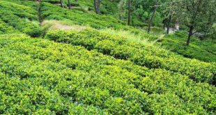 उत्तराखंड में चाय खेती की संभावनाएं अपार, प्रभावी पहल की दरकार