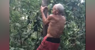 OMG... अच्छे अच्छे नौजवान लड़कों को भी पेड़ चढ़ने में पीछे छोड़ देंगे ये दादाजी..:VIDEO