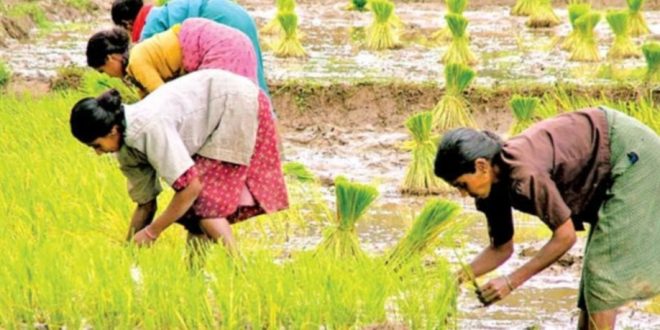 अभी-अभी: किसानों के लिए आई बड़ी खबर, सरकार नए साल में दे रही हैं ये बड़ा तोहफा