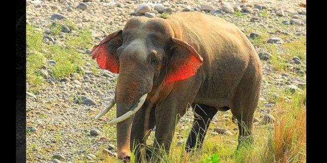 इस अद्भुत हाथी के हैं 'लाल कान', खासियत जानेंगे तो उड़ जाएंगे आपके होश...