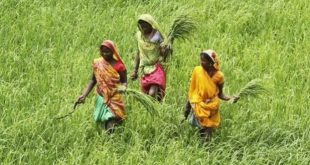 किसानों पर फोकस करते हुए मोदी सरकार बजट पर कर सकती है कई बड़ी घोषणाएं