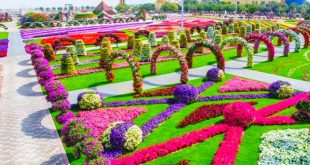 मिरेकल गार्डन दुनिया के सबसे बड़े फ्लावर गार्डन के लिए मशहूर है