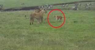VIDEO: जंग के मैदान में एक लंगड़े कुत्ते के सामने पस्त शेर-शेरनी...
