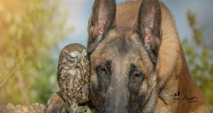 PHOTOS : OWL और DOG की खास दोस्ती को देखकर आप भी रह जायेंगे हैरान...