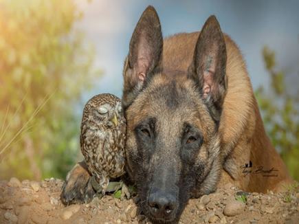 PHOTOS : OWL और DOG की खास दोस्ती को देखकर आप भी रह जायेंगे हैरान...