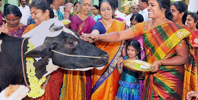 पोंगल के बारे ये बातें जानकर आप शिव के वाहन वृषभ को थैंक्यू कहेंगे...