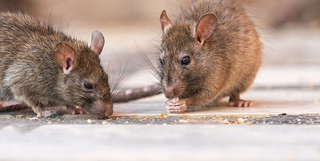 जानिए घर से चूहों को भगाने के आसान उपाय