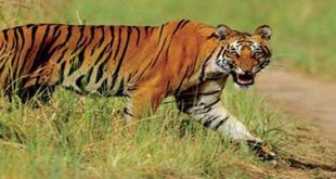 बाघ संरक्षण में पहले स्थान पर लैंसडौन वन प्रभाग