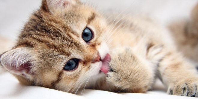 #सावधान: बिल्ली पालने से आपको हो सकती हैं ये बड़ी बीमारी