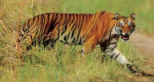 उतराखंड में बाघों की हर गतिविधि की होगी निगरानी, लगेंगे रेडियो कॉलर