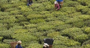 उत्तराखंड में चाय की खेती का दोगुना होगा दायरा, बढ़ेगा रोजगार