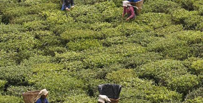 उत्तराखंड में चाय की खेती का दोगुना होगा दायरा, बढ़ेगा रोजगार