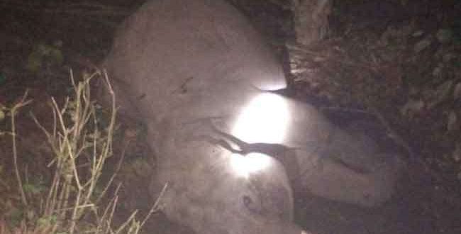 देहरादून के रायवाला में ट्रेन की चपेट में आने से शिशु हाथी की मौत