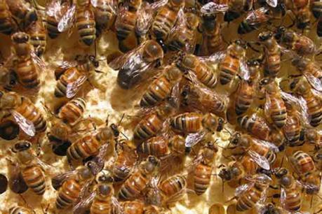 मधुमक्खियों ने किया हमला, एक शख्स की मौत, 10 जख्मी