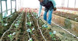 सूखे से लड़ रहे बुंदेलखंड के किसान इजरायली तकनीक से करेंगे खेती