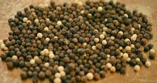जुकाम से लेकर बवासीर तक, जानिए काली मिर्च के फायदे